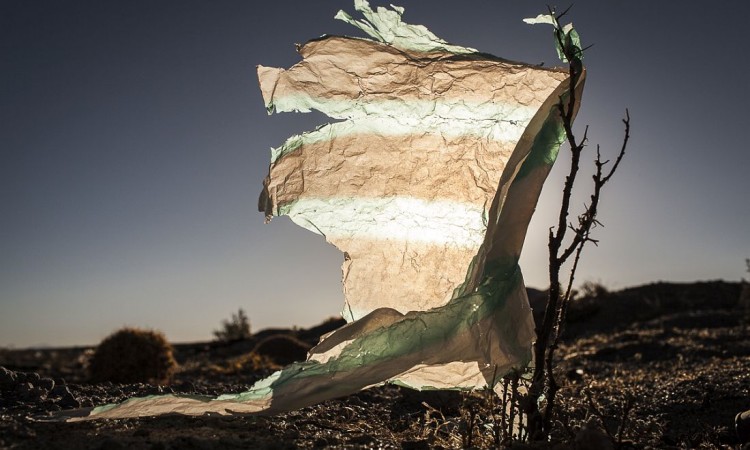 Eduardo Leal: Plastic Trees