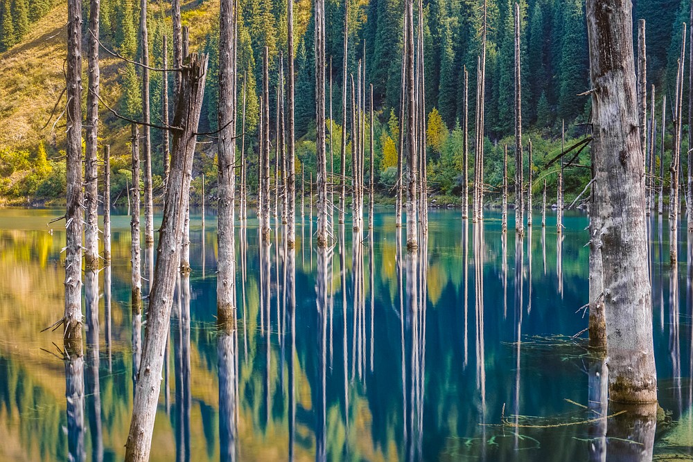 Spruces emerging from a mountain lake, Kazakhstan