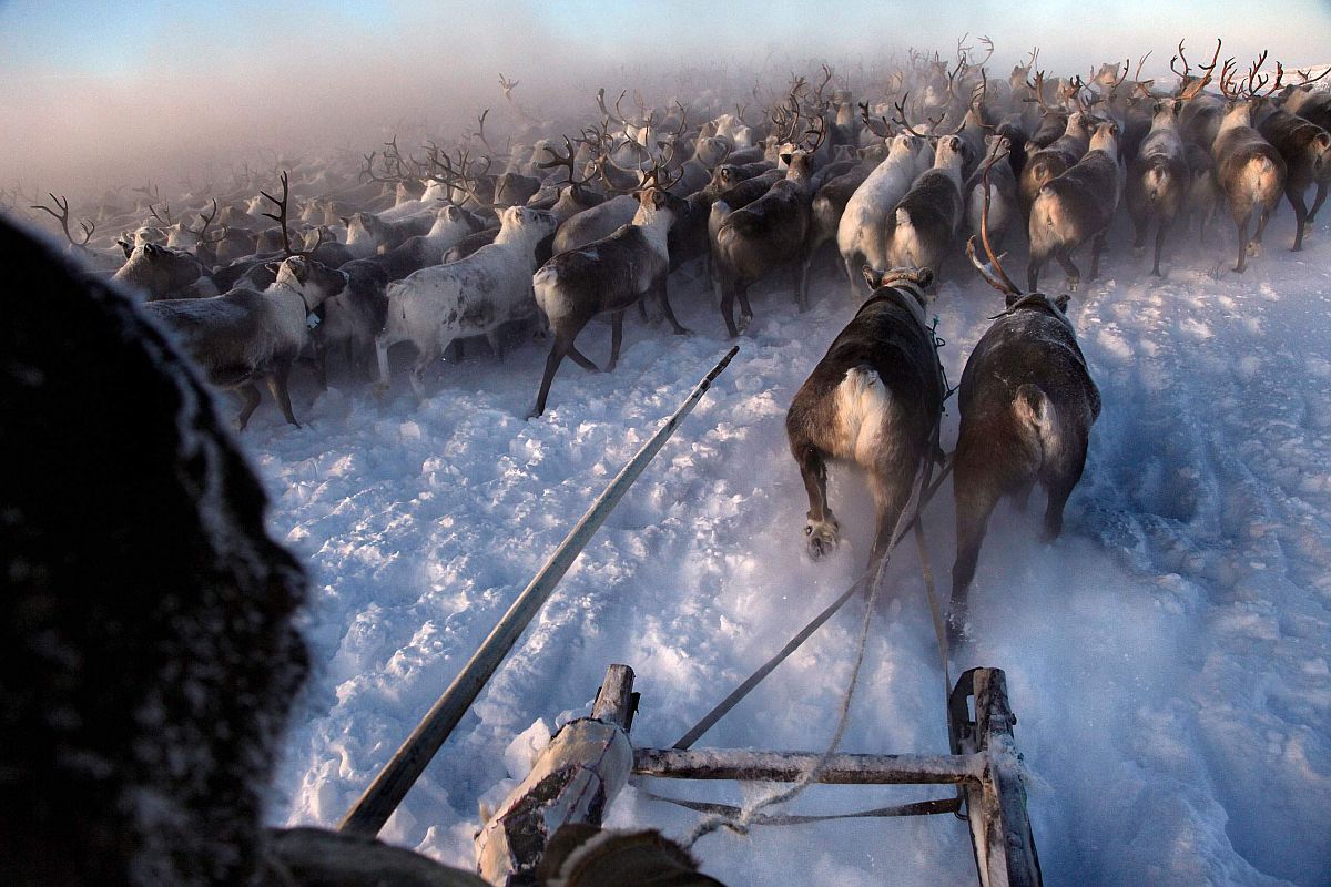 Nenets, native people of the Russian Arctic region, herd reindeer in -40C (-40F) Displaced during the Stalin years of Soviet collectivization, now modern gas and oil exploration threaten their land. The herders sell reindeer meat to sausage factories and antlers to China for use as traditional medicine, February 2011.