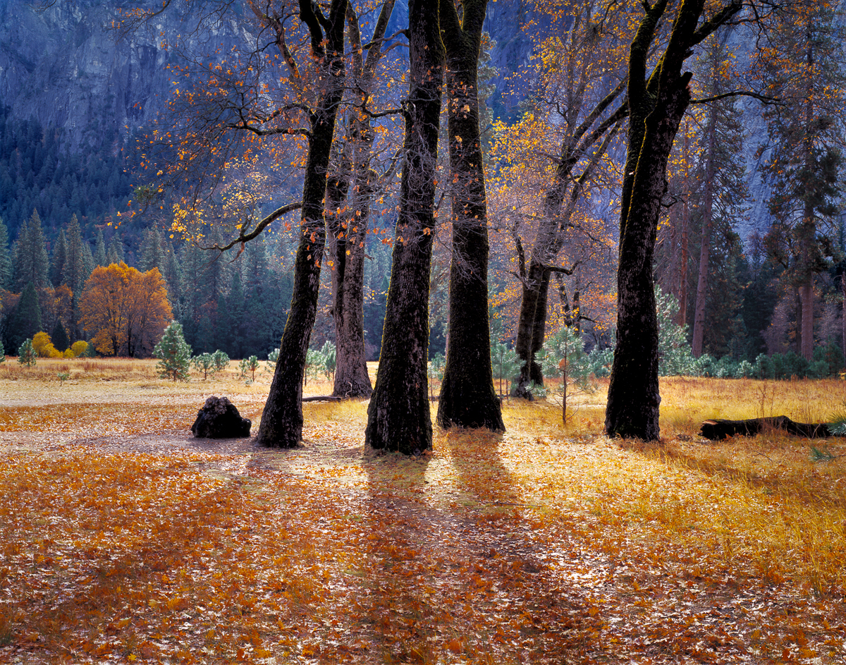 Black Oaks in Yosemite National Park, California