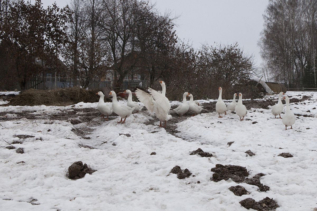 (ENG) A flock of sacred geese. In the mythology of Mari people geese are the most important offering to the gods. (ITA