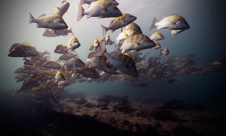 Jorge Cervera Hauser: Underwater Photography
