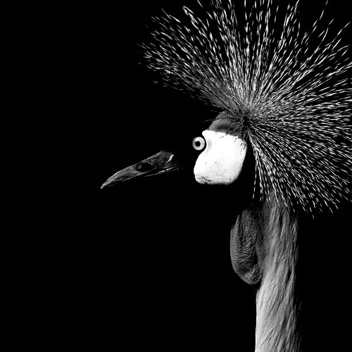 Dark Zoo © Nicolas Evariste