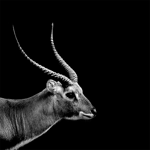 Dark Zoo © Nicolas Evariste