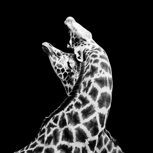 Dark Zoo © Nicolas Evariste