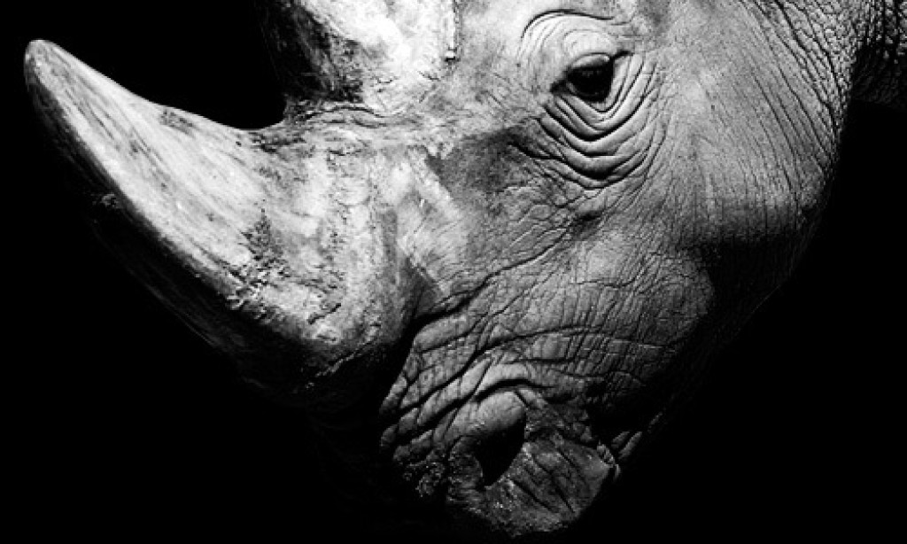 Nicolas Evariste: Dark Zoo – Animal Portraits