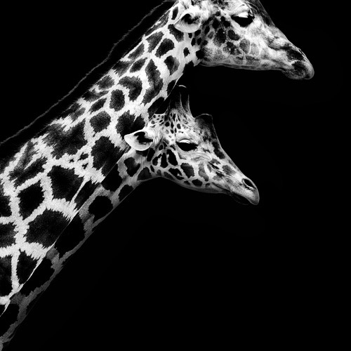 Dark Zoo © Nicolas Evariste