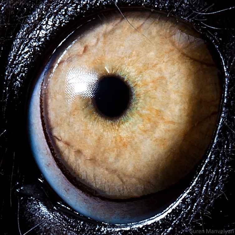 Lemur Catta © Suren Manvelyan