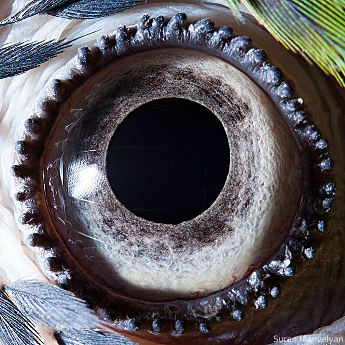 Blue-yellow macaw parrot © Suren Manvelyan