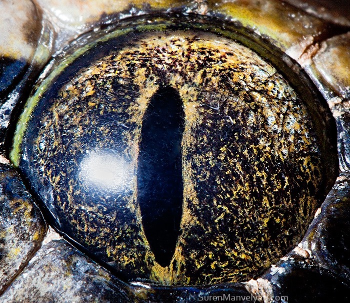 Tiger python (non albino) © Suren Manvelyan