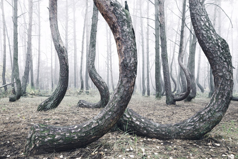 The Crooked Forest © Kilian Schönberger