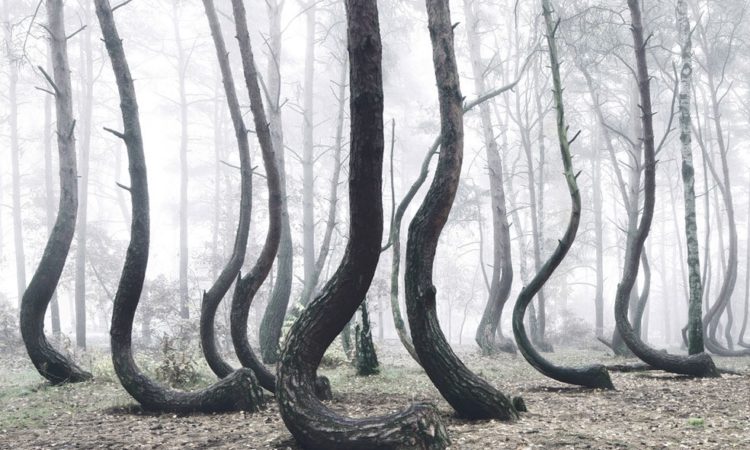 Kilian Schönberger: The Crooked Forest