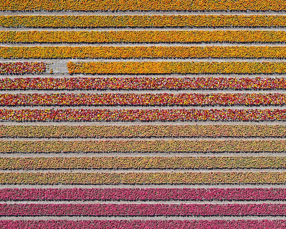 Tulip Fields © Bernhard Lang
