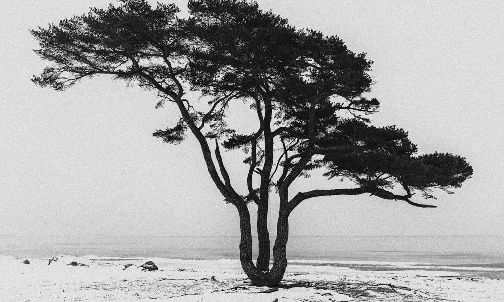Roger Hansson: Winterscapes in Black And White
