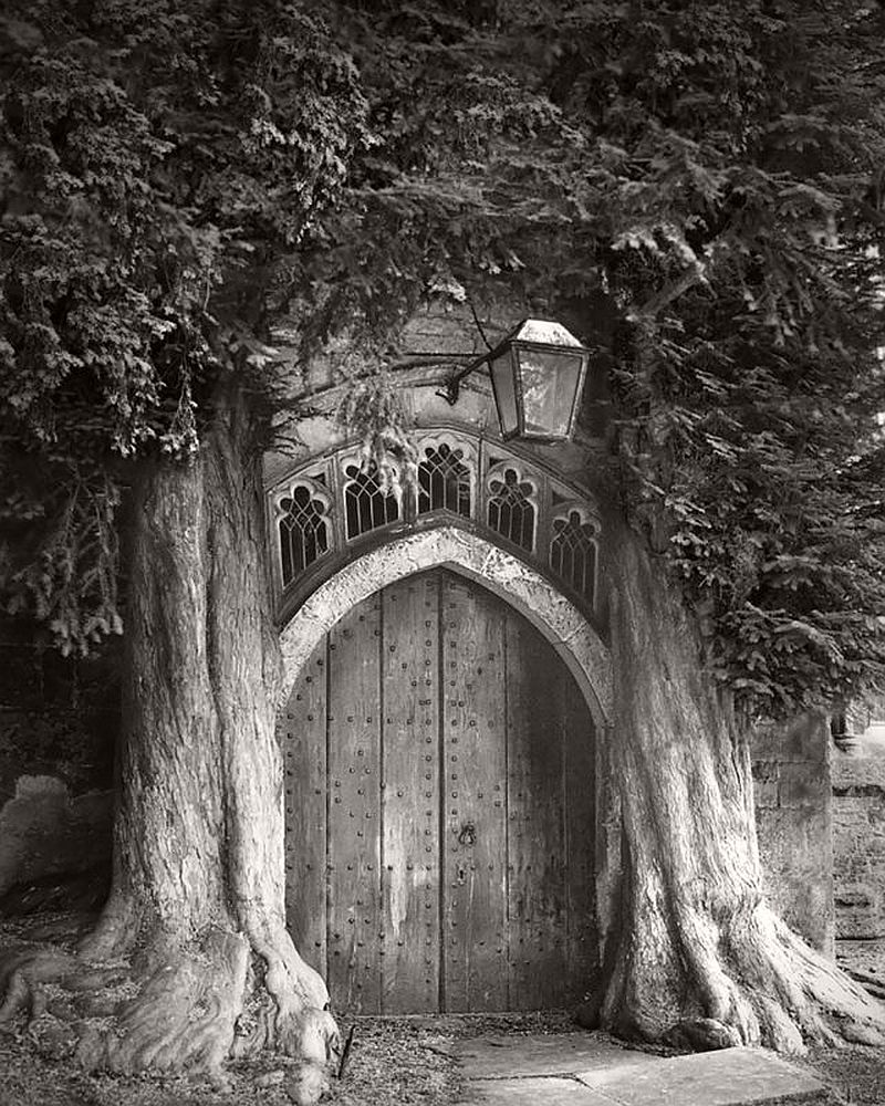 Ancient Trees © Beth Moon