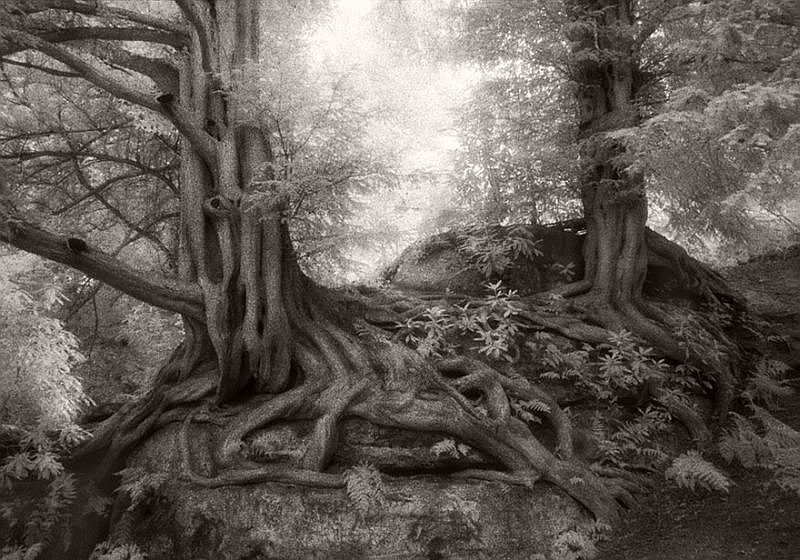 Ancient Trees © Beth Moon