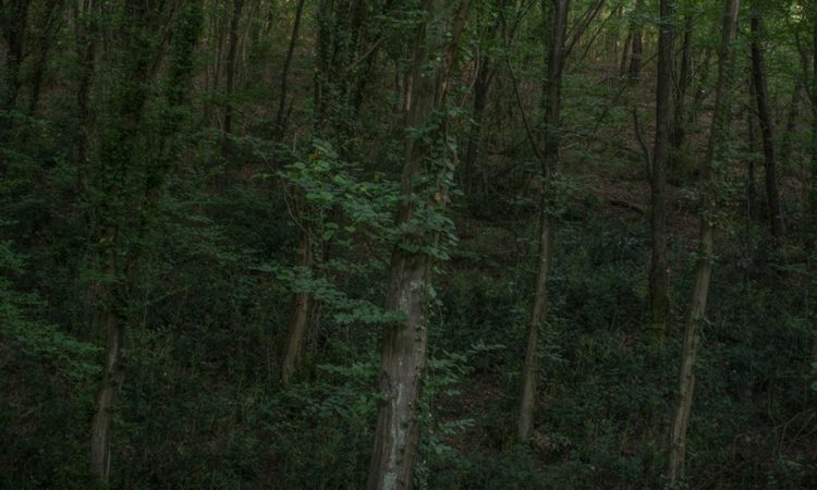 Tamina-Florentine Zuch: Gür Orman – A Thick Forest