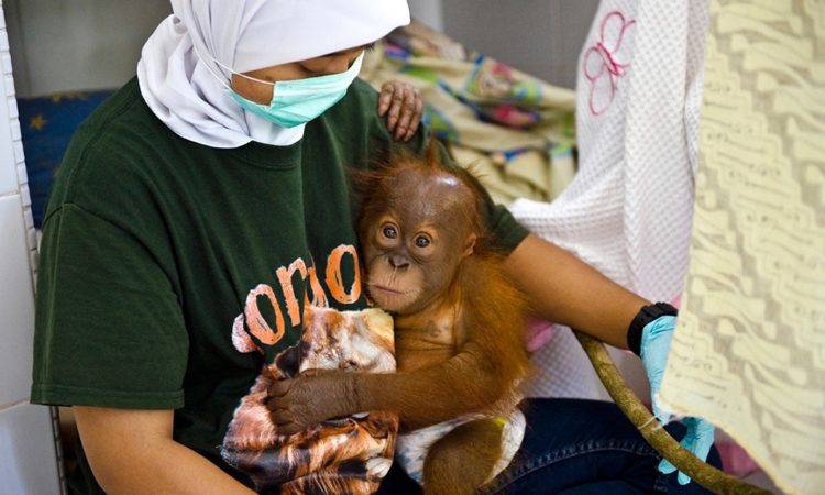 Sandra Hoyn: Displaced by Palmoil – Indonesia’s Last Orangutans