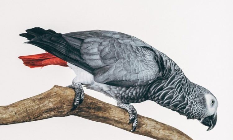 Oliver Regueiro – Earthbound | Portrait Series of Captive Birds