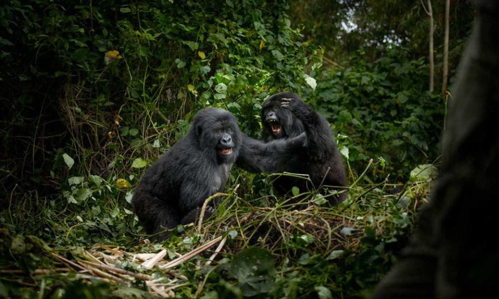 Shannon Witz: Virunga’s Mountain Gorillas