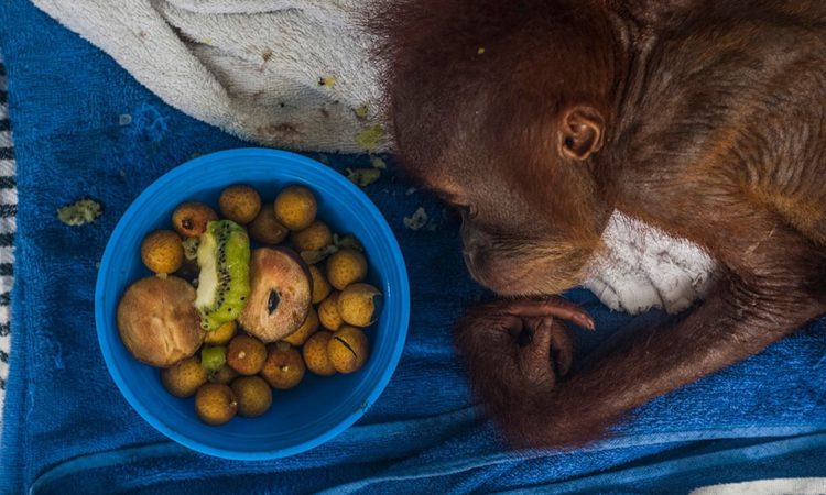 Sutanta Aditya: Human – Wild Sumatran Orangutan Conflicts
