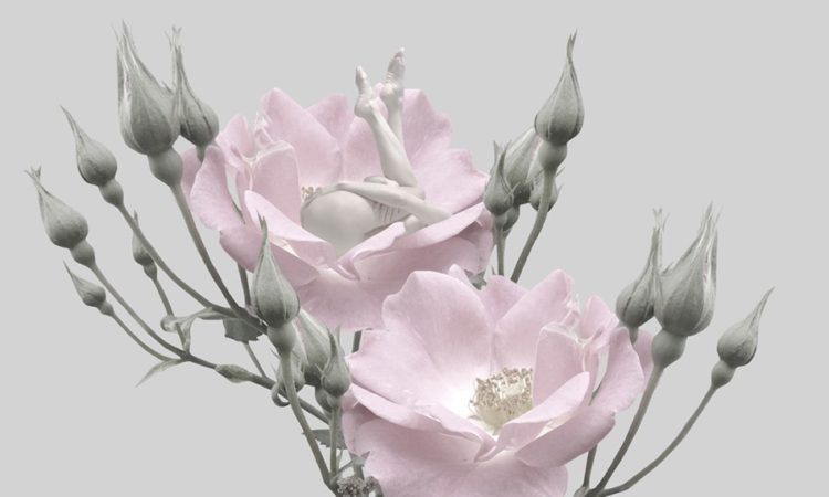 Sui Sawada: Self-Flowering